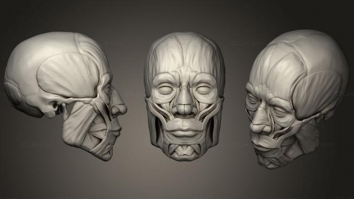 Анатомия скелеты и черепа (Голова Изучает Мышцы, ANTM_0645) 3D модель для ЧПУ станка